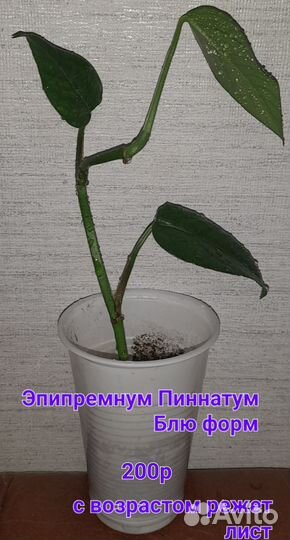 Комнатные растения, цветы