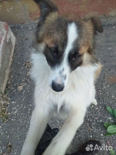 Собака в добрые руки отдам бесплатно