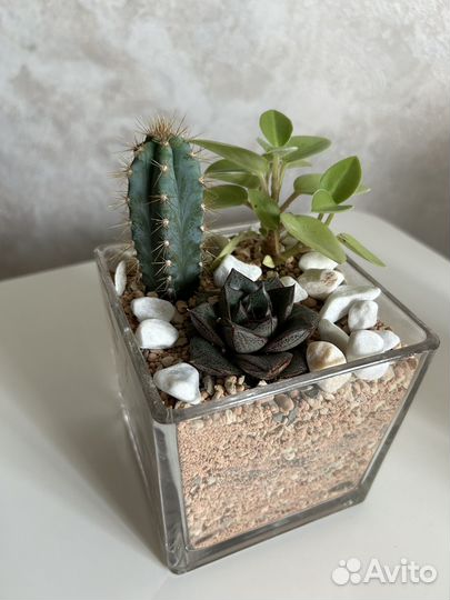 Флорариум с кактусами