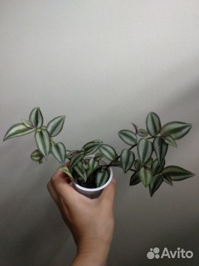 Традесканции 2 вида