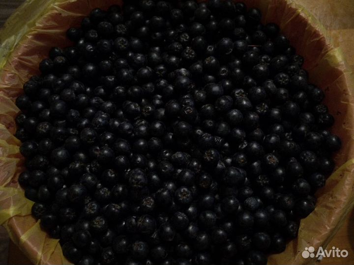 Черноплодка саженцы, ягоды