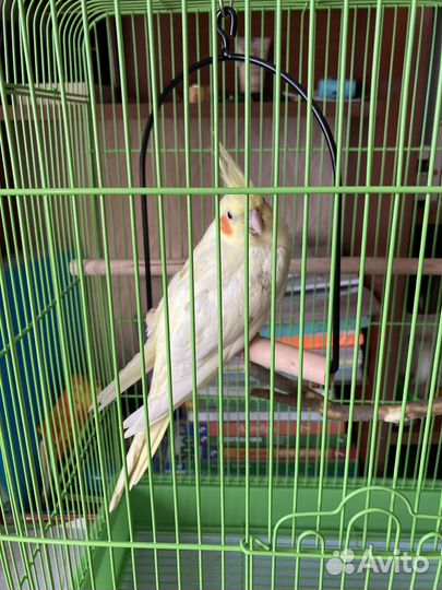 Больная корелла