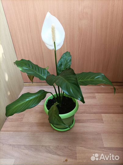 Спатифиллум