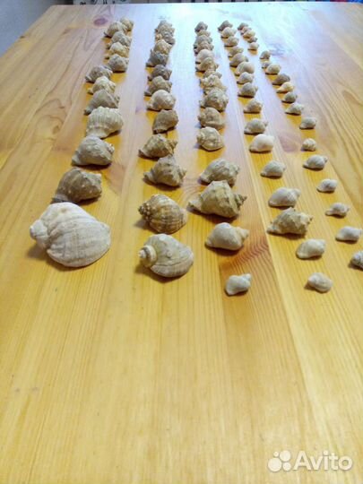 Ракушки морские