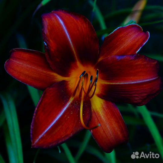 Лилейники разные