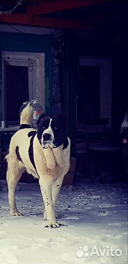 Алабай вязка