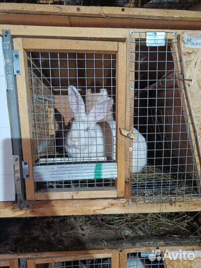 Кролик белый панон