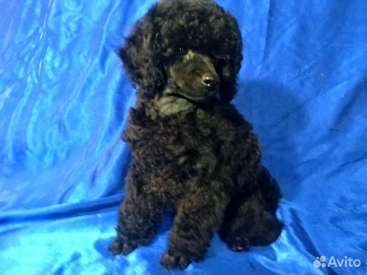 Мальчики и девочки РКФ