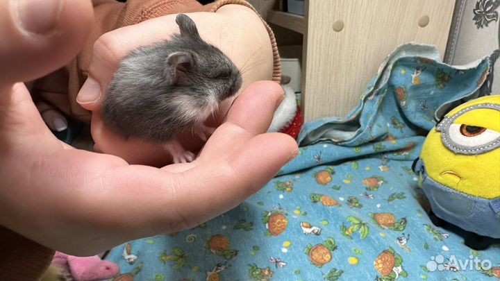 Джунгарские хомячки ручные