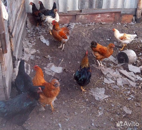 Молодые петушки