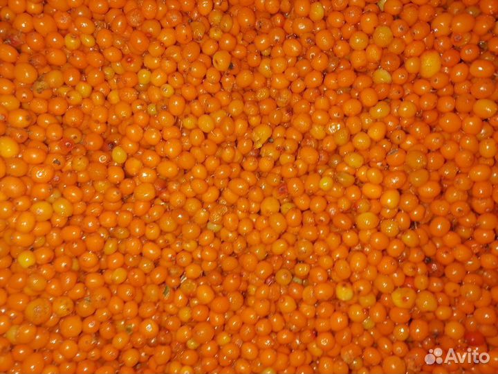 Облепиха. Клюква. Брусника. Смородина. Морсы