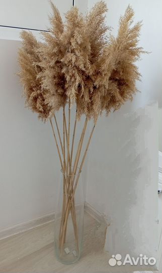 Сухоцветы камыш, пампасная трава кортадерия