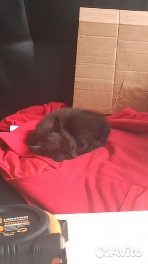 Кошечка, в дар, в добрые руки