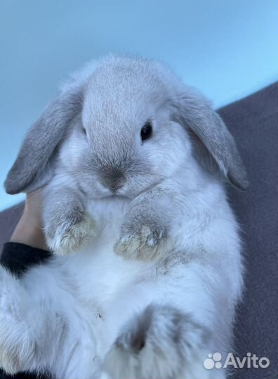 Декоративные вислоухие крольчата, минилоп