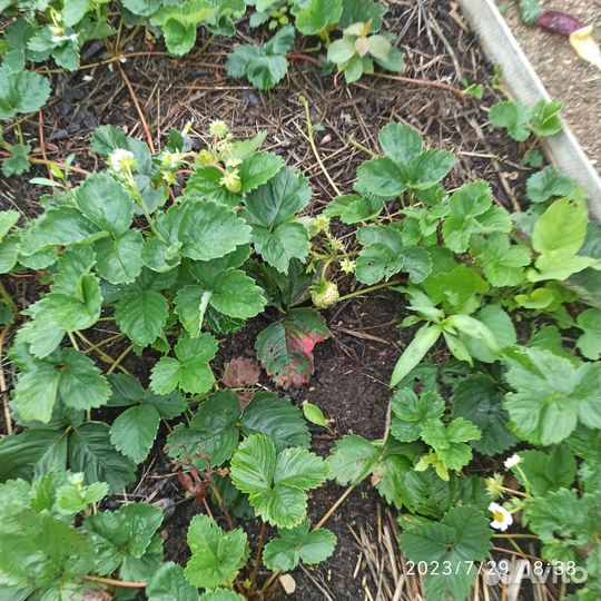 Рассада ремонтантной клубники