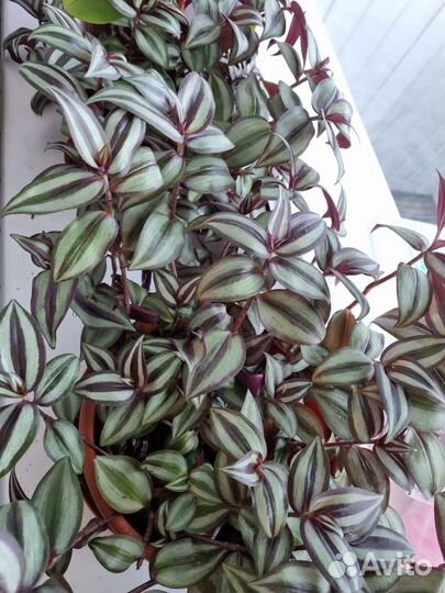 Традесканция Зебрина