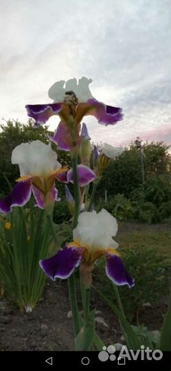 Ирисы сортовые