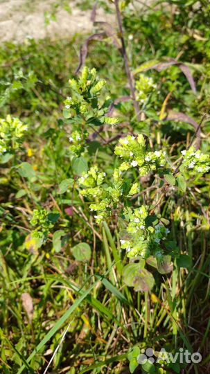 Травяной чай 