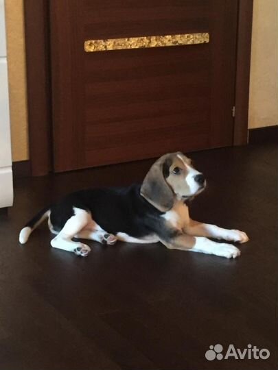 Вязка кобель бигль