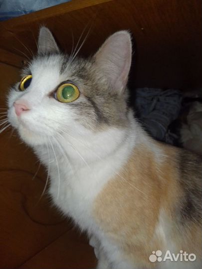 Кошка в дар бесплатно