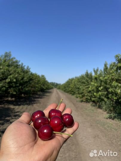 Черешня оптом