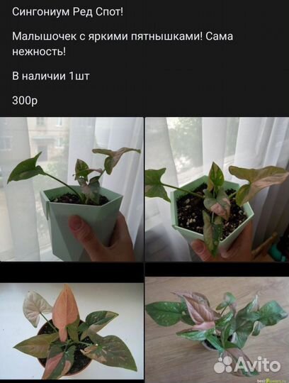 Сингониум
