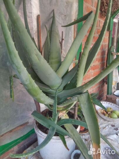 Алоэ лечебный