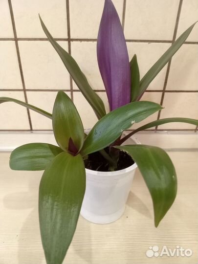 Рео пурпурный