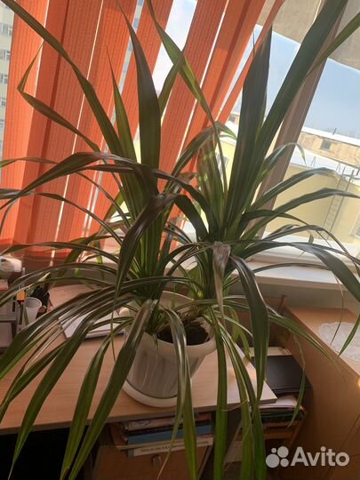 Пальма панданус