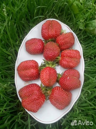 Рассада клубники зкс-более 20сортов на август 2023