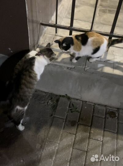 Очаровательный ласковый котик Пушок