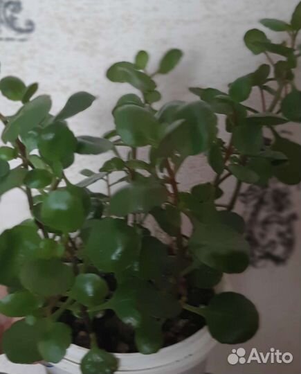 Каланхоэ цветущий