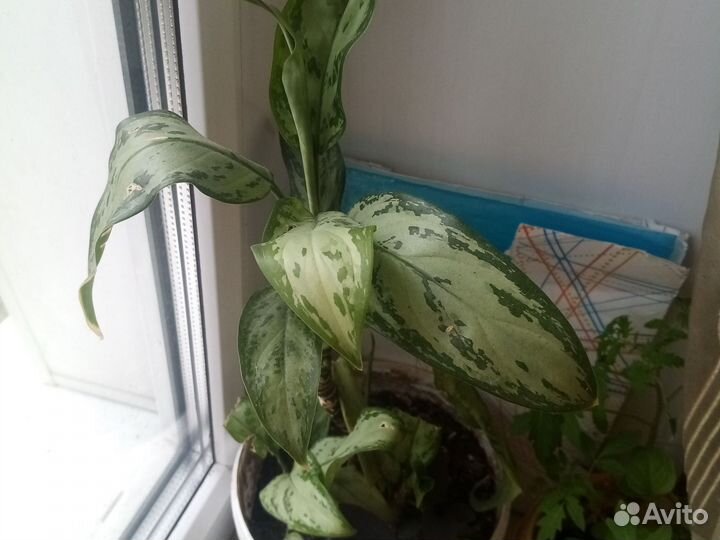 Кротон и цветочки