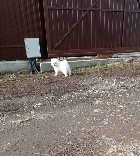 Ми-ми-мишки