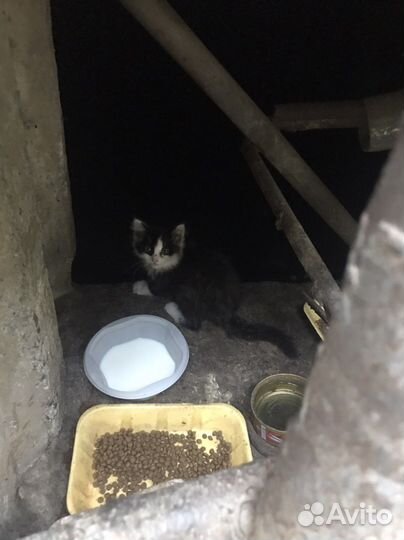 Котята бесплатно