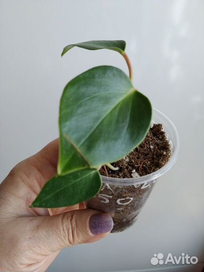 Антуриум рейнбоу чемпион