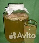 Чайный гриб