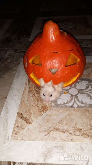 Передержка животных