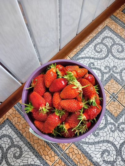 Рассада клубники