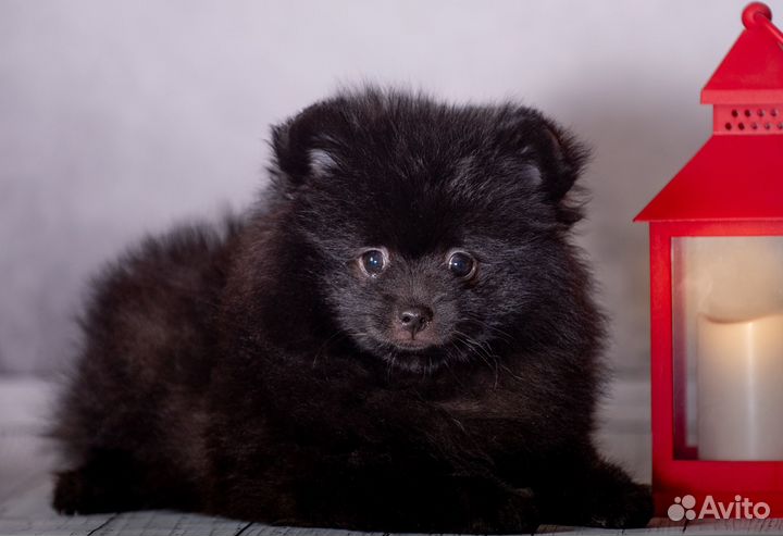 Продаю щенков шпица