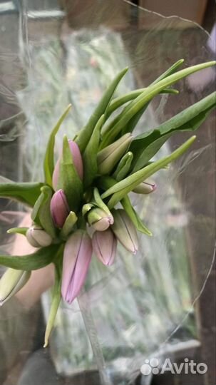 Тюльпаны к 8 марта букеты