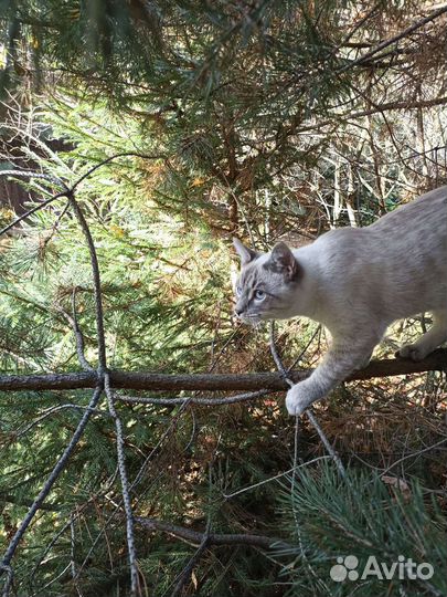 Тайский кот вязка бесплатно