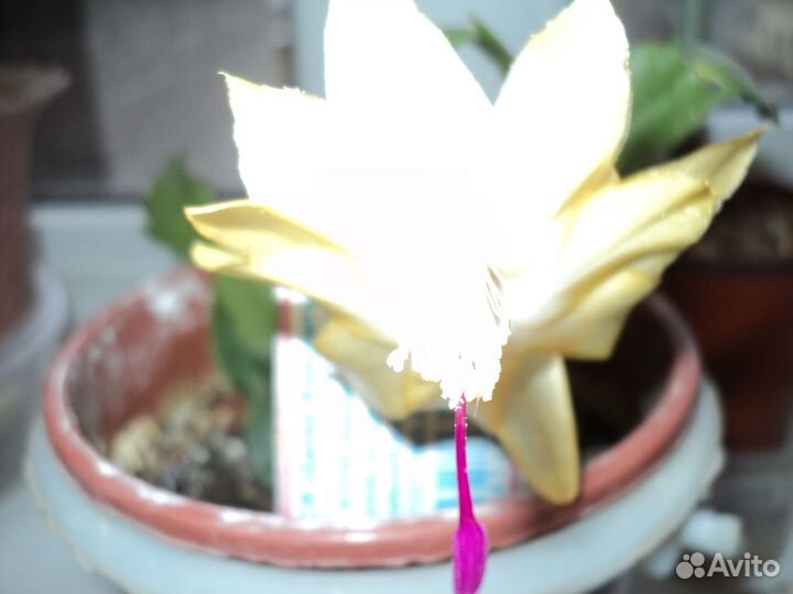 Комнатные растения