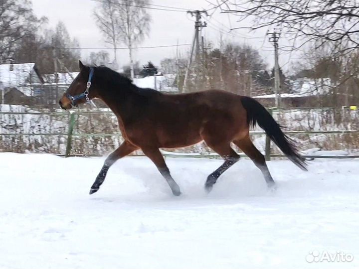 Кобыла 2018 продажа или обмен