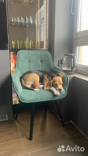 Собака породы бигль