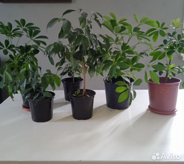 Комнатные растения