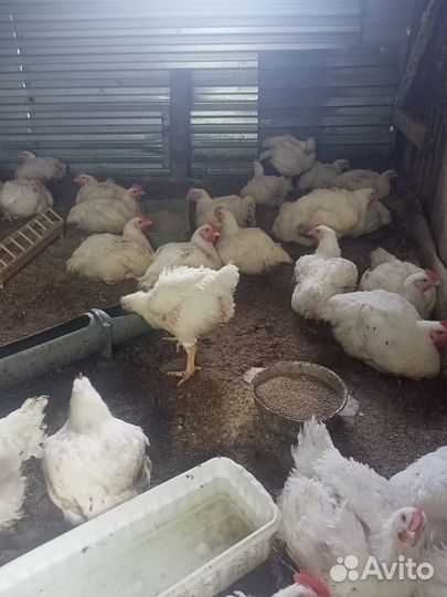 Броллер кооб 500,броллерная утка черри велли