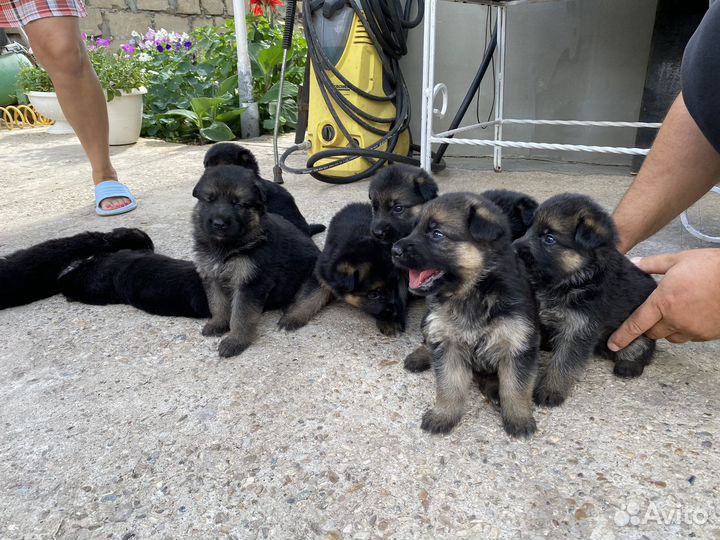 Щенки немецкой овчарки