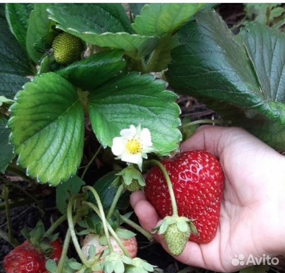 Рассада клубники сортовая