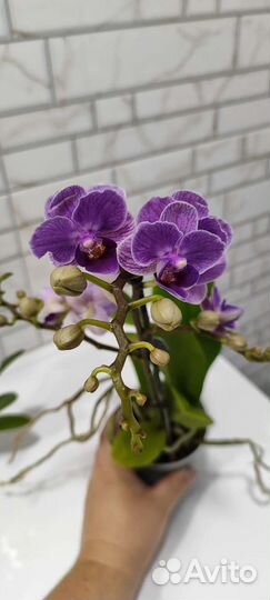 Орхидея фаленопсис
